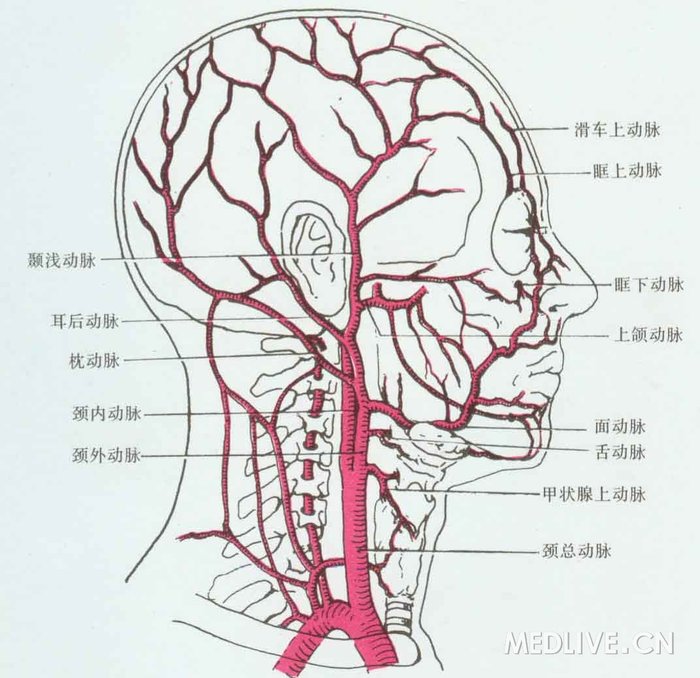 脑内动脉分段解剖图图片